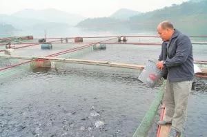 內陸水產養殖攻略 9大方法有效降低飼料成本，提升銷售利潤
